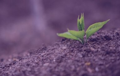 Svetainių kūrimas ZdanMedia - Planas Augimas